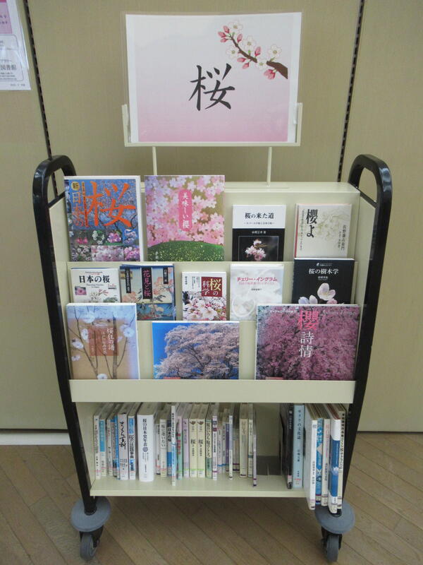 「桜」展示の写真